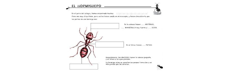 Fichas de hormigas para escribir 3