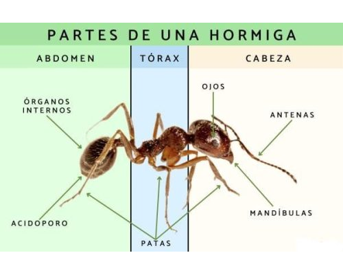 Fichas de hormigas para estudiar 1