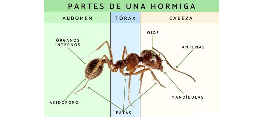 Fichas de hormigas para estudiar 1