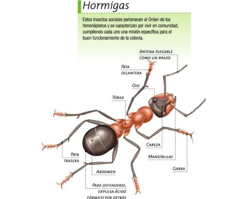 Fichas de hormigas para estudiar 3