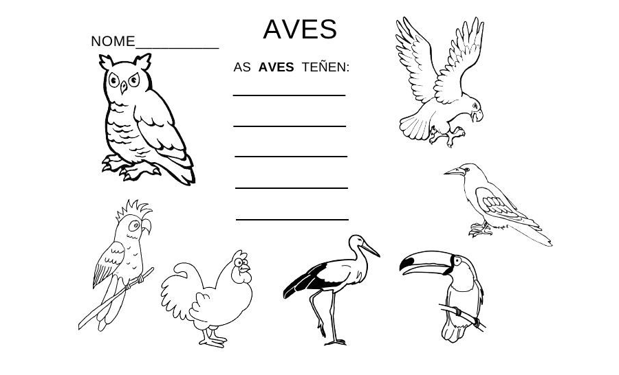 Fichas de pájaros para estudiar 1