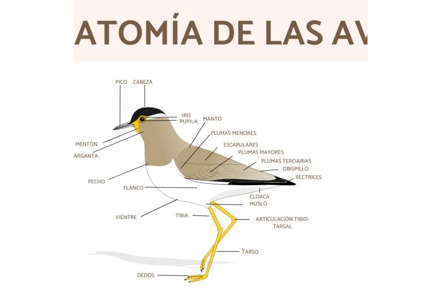 Fichas de pájaros para estudiar 2