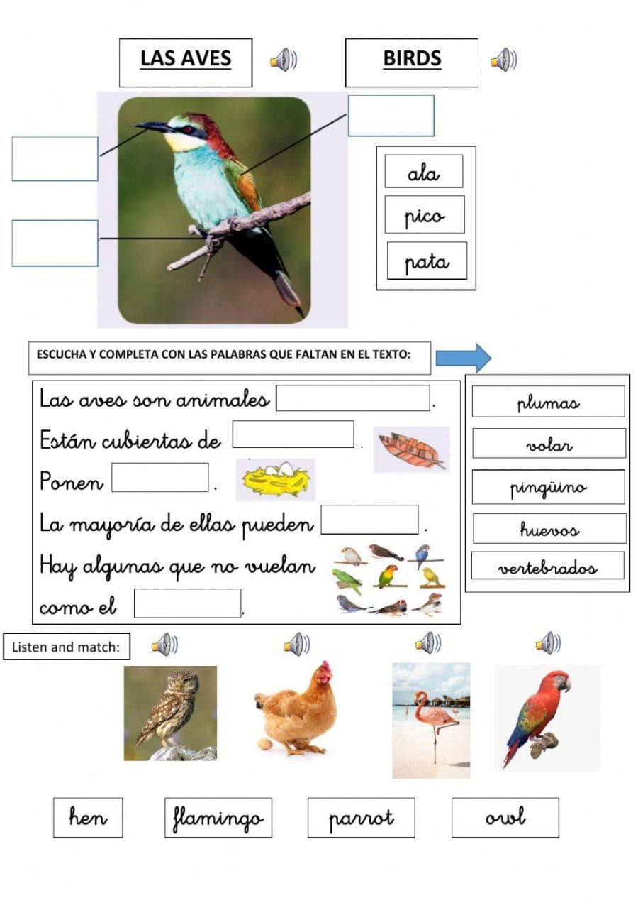 Fichas de pájaros para estudiar 3