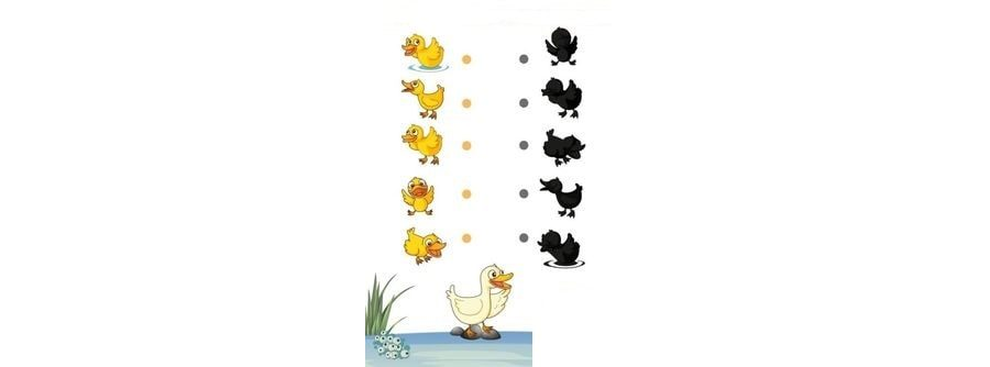 Fichas de patos para estudiar 1