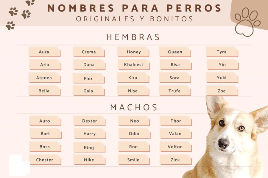 Fichas de perros para escribir 1