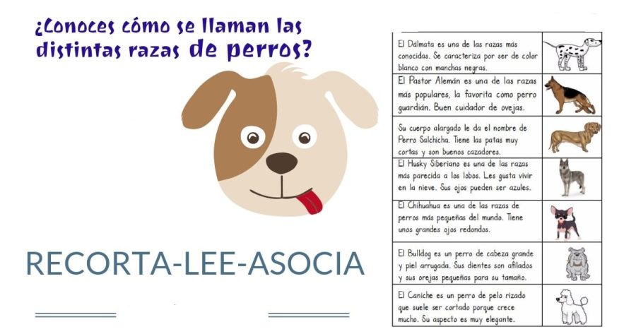 Fichas de perros para estudiar 2