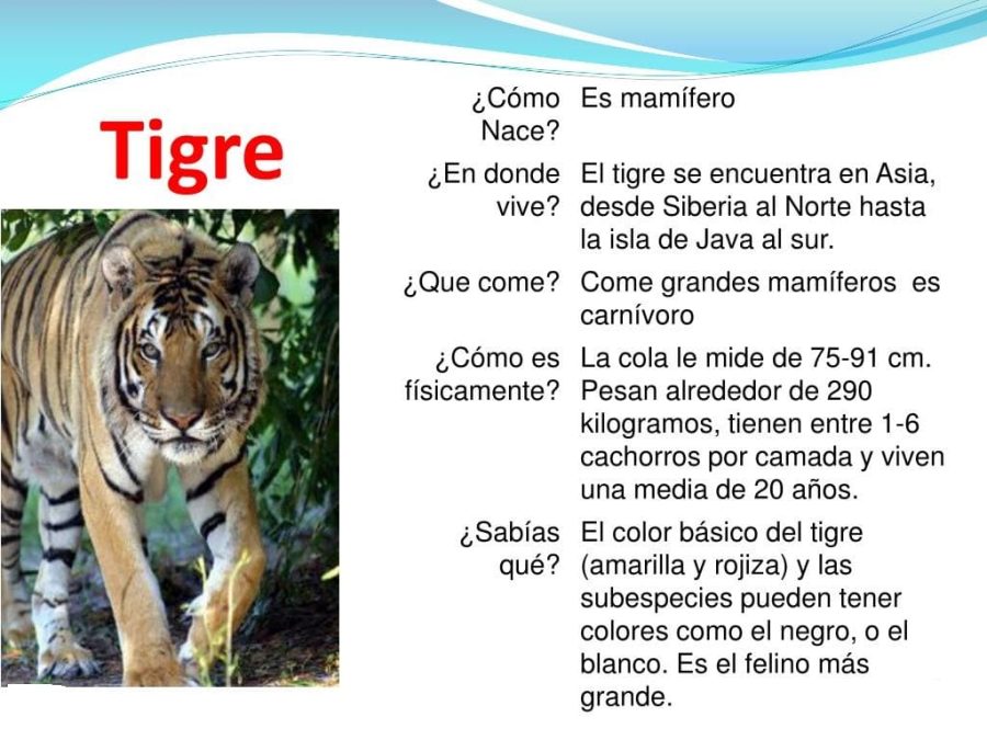 Fichas de tigres para escribir 1