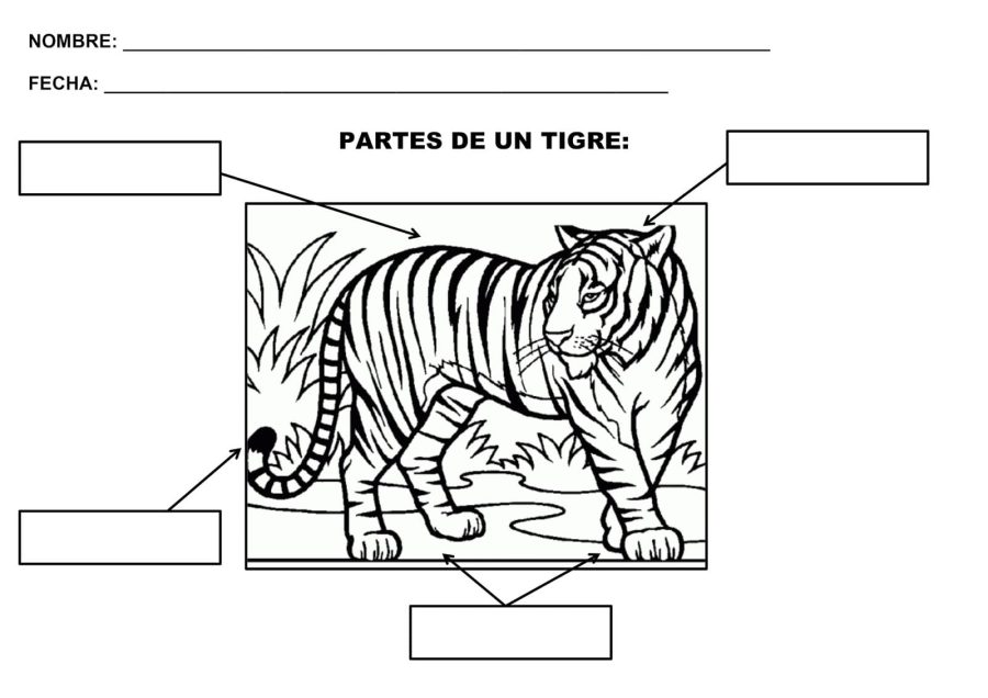 Fichas de tigres para escribir 2