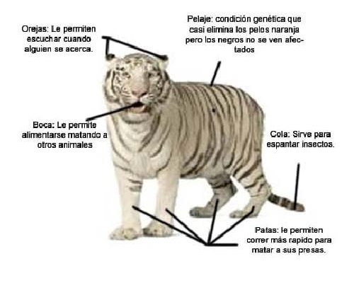 Fichas de tigres para escribir 3