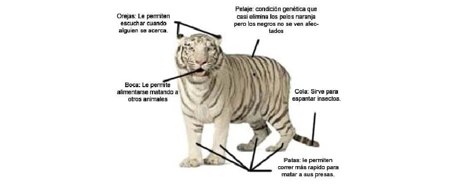 Fichas de tigres para escribir 3