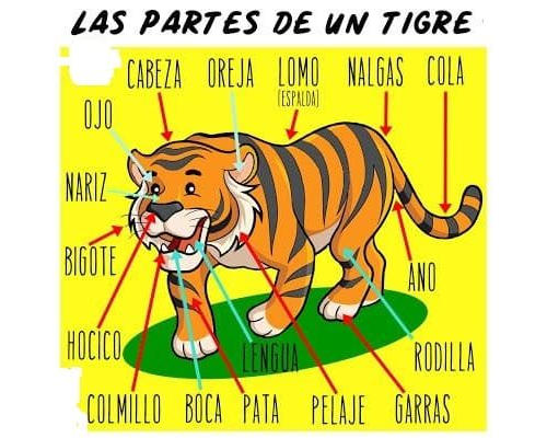 Fichas de tigres para estudiar 2