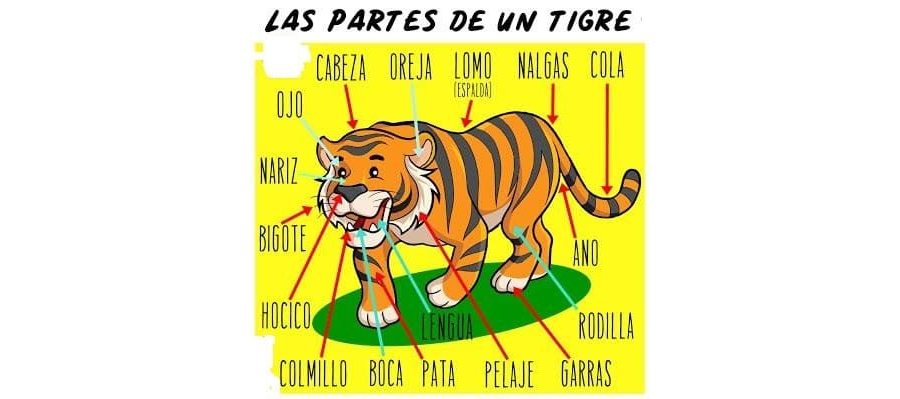 Fichas de tigres para estudiar 2