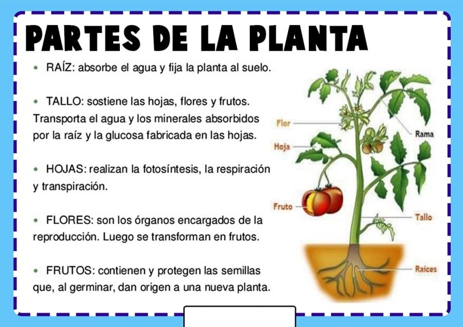 Funciones de cada parte de la planta 1