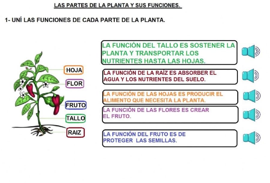 Funciones de cada parte de la planta 2