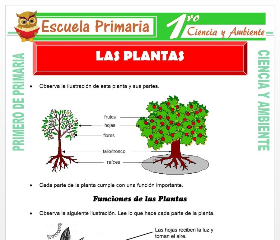 Plataformas educativas como herramienta para el aprendizaje de las partes de la planta 2