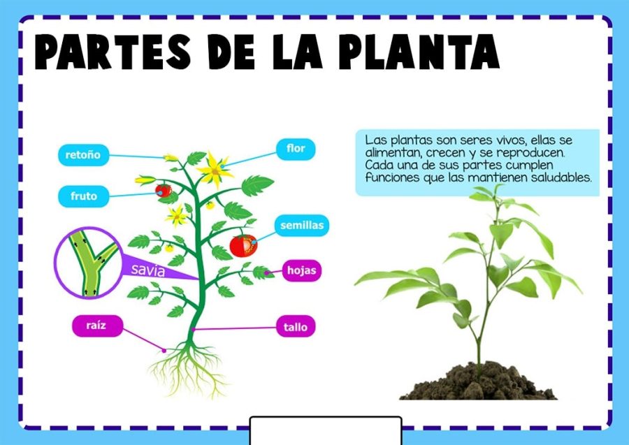 Plataformas educativas como herramienta para el aprendizaje de las partes de la planta 3