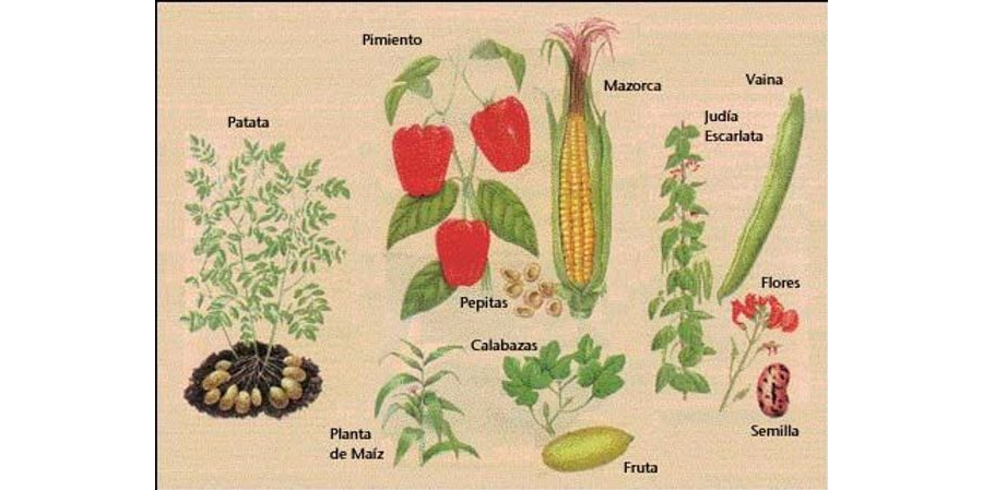 Identificación de plantas nombre científico y común 1