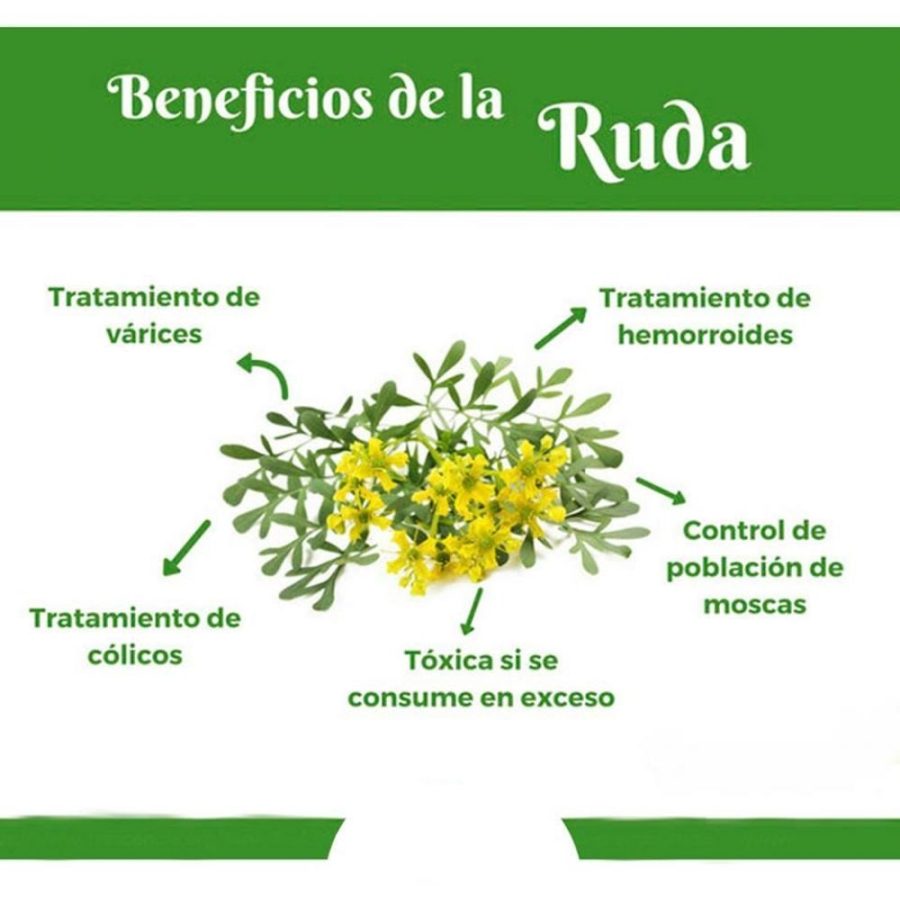 Identificación de plantas nombre científico y común 2