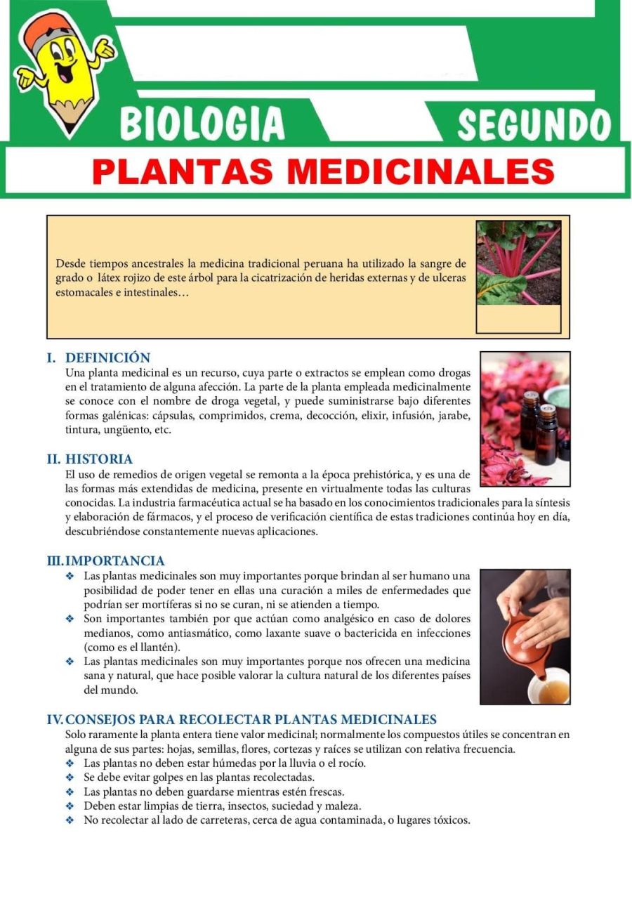 Importancia de fichas descriptivas de plantas 2