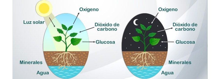 Importancia del agua y la humedad en la germinación 2