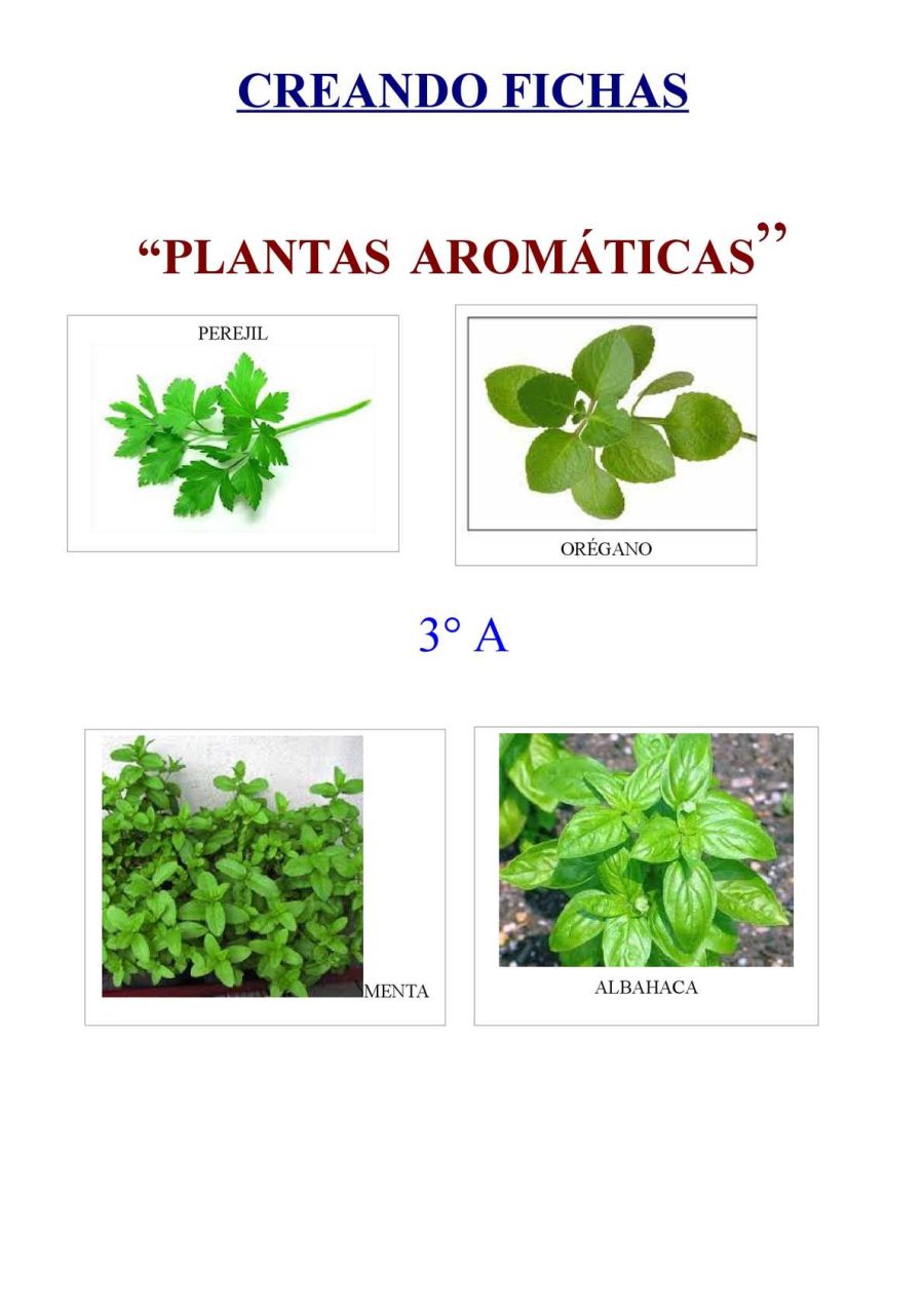 Otras plantas aromáticas fichas de plantas perennes y arbustos 1