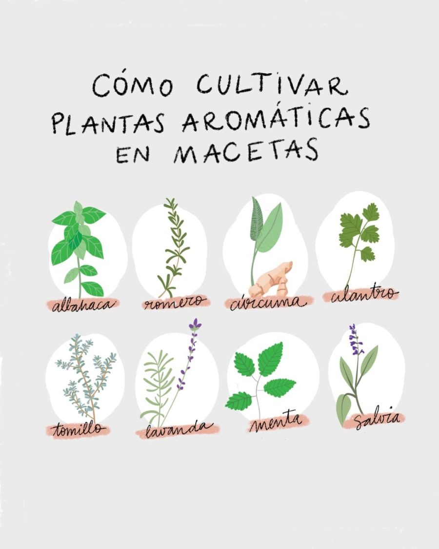 Otras plantas aromáticas fichas de plantas perennes y arbustos 3