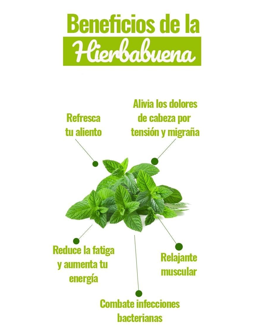 Propiedades curativas de las plantas 1