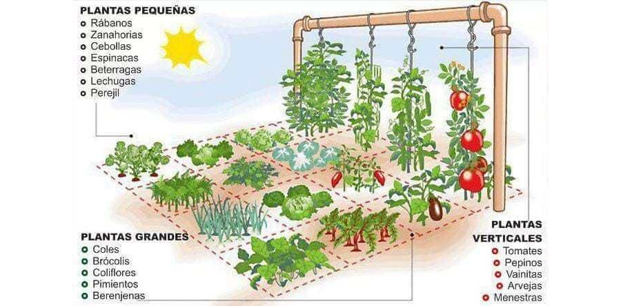 Recomendaciones para el cultivo en interior y en el jardín 3