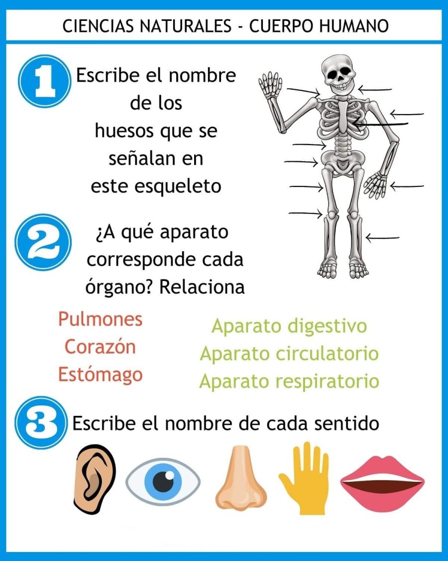 Recursos y juegos relacionados con la materia de Ciencias Naturales 3