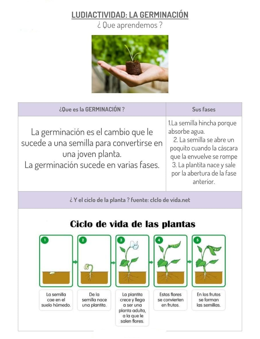 Secuencias y enumeración de etapas de germinación 1