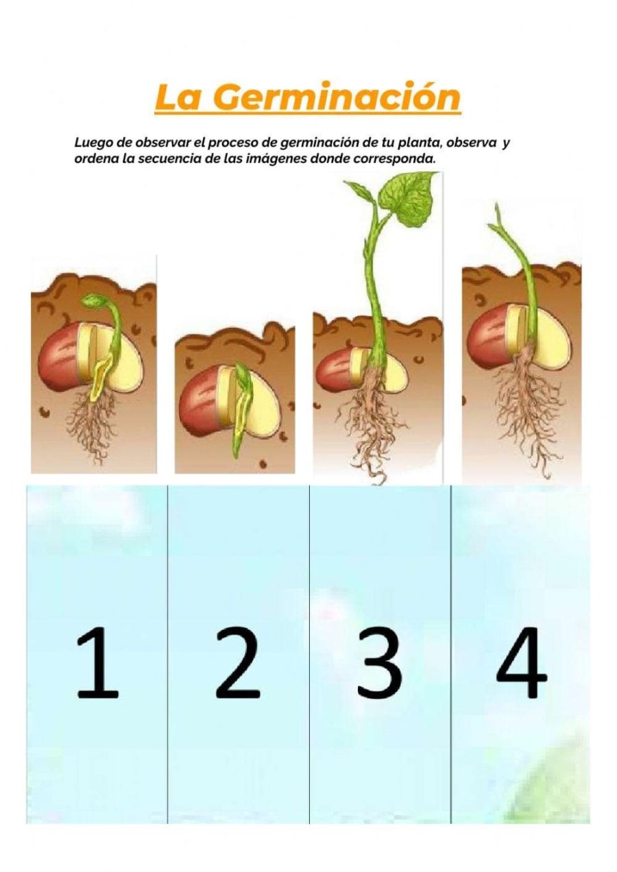 Secuencias y enumeración de etapas de germinación 3