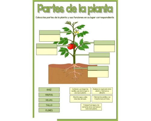 Utilización de worksheets y workbooks para aprender sobre las plantas 1