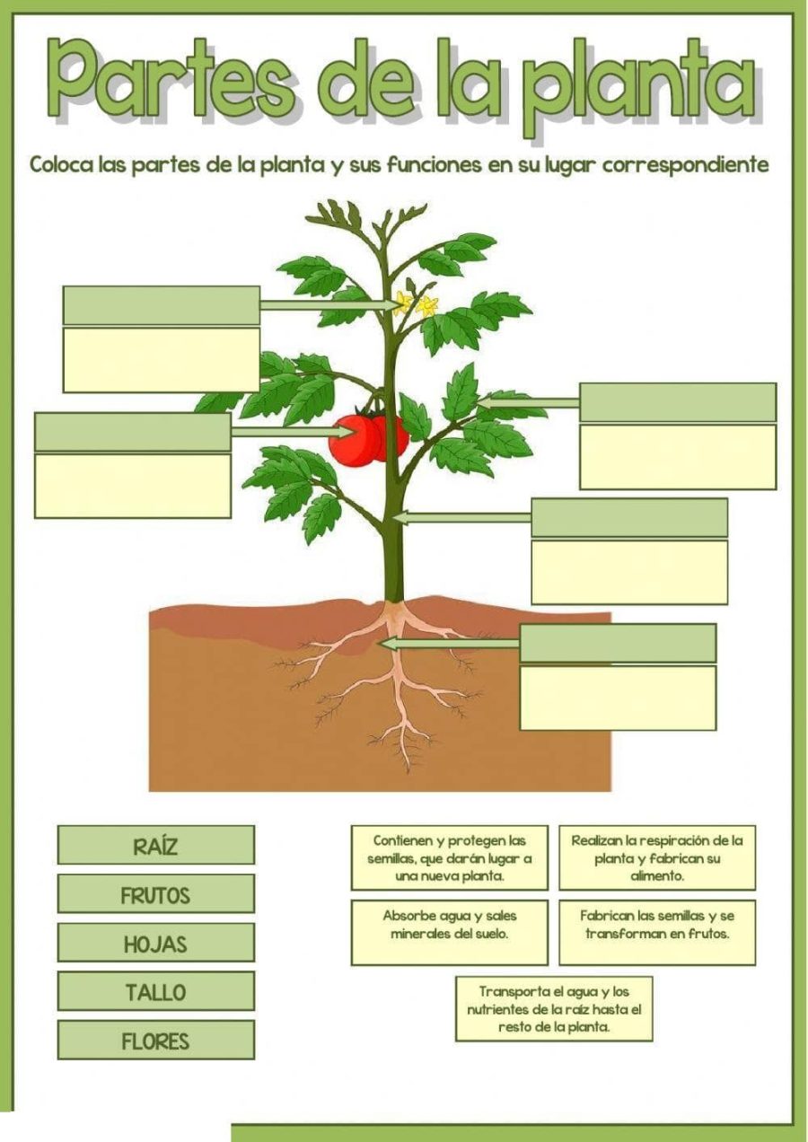 Utilización de worksheets y workbooks para aprender sobre las plantas 1