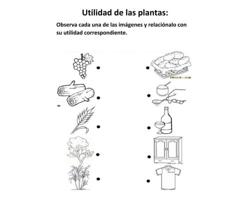 Utilización de worksheets y workbooks para aprender sobre las plantas 3