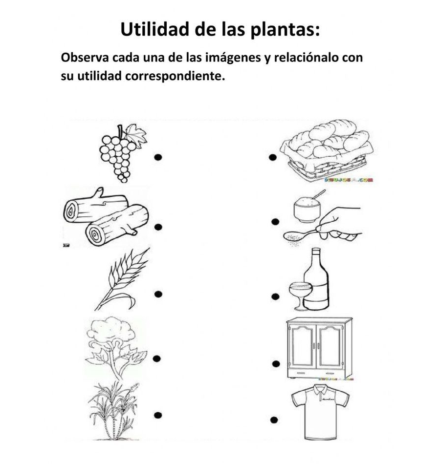 Utilización de worksheets y workbooks para aprender sobre las plantas 3