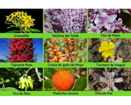 plantas canarias de floras endémicas 3