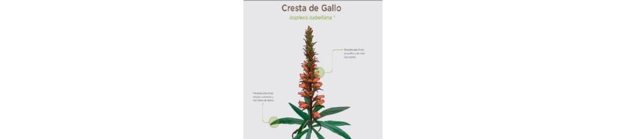 Cómo identificar y clasificar plantas no identificadas 2