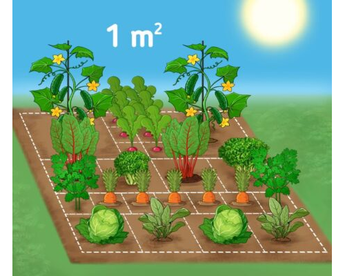 Fichas de plantas de interior