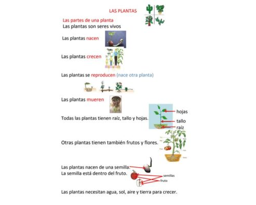 Identificación de plantas nombre científico y común 3