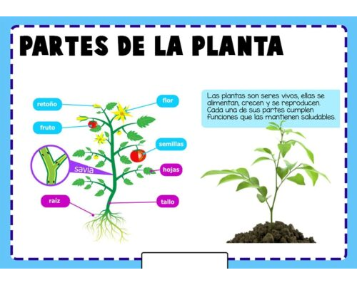 Plataformas educativas como herramienta para el aprendizaje de las partes de la planta 3