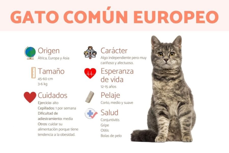 Fichas de gatos para escribir 3