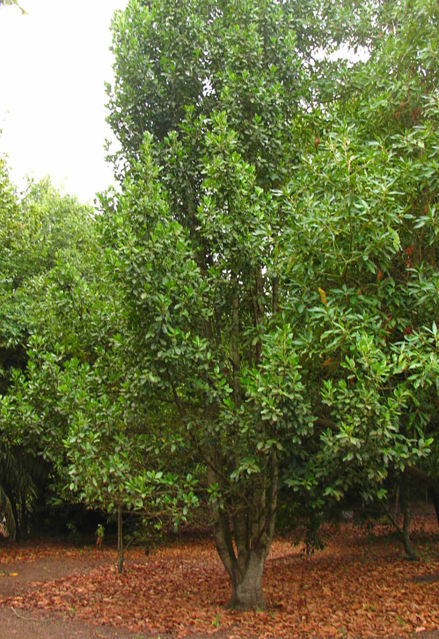 Plantas de Canarias comunes en jardinería 2