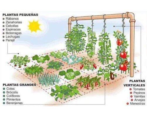 Recomendaciones para el cultivo en interior y en el jardín 3