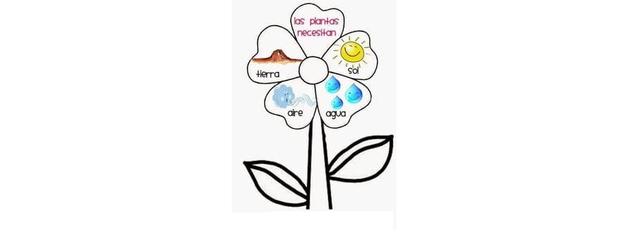 Representación visual de la germinación a través de dibujos 2