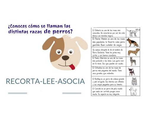 Fichas de perros para estudiar 2