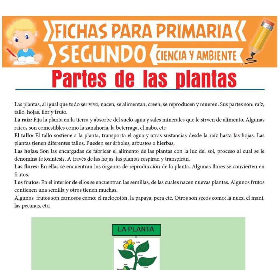 Características de la planta 2
