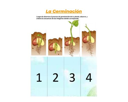 Secuencias y enumeración de etapas de germinación 3