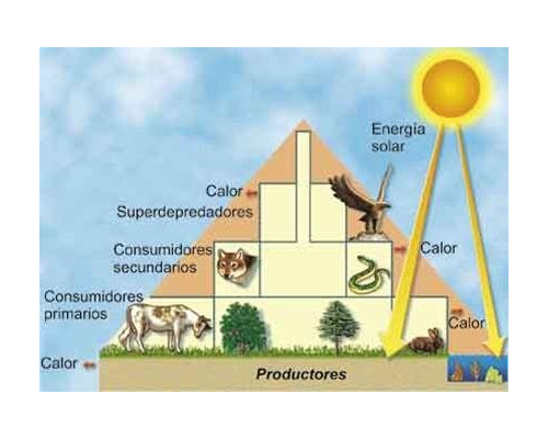 Rol de la luz solar en el proceso de germinación 2