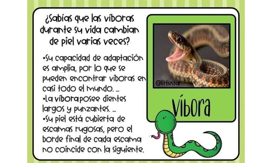 Fichas de serpientes para estudiar 2