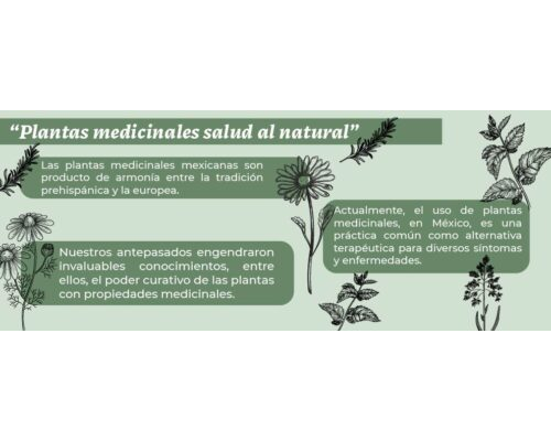 Hierbas para tratar dolencias respiratorias 2